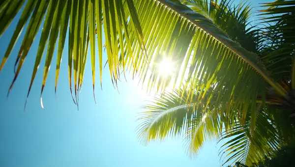 Vibrant Palm Leaves Against Clear Blue Sky