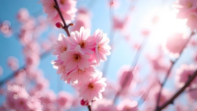 Vibrant Pink Cherry Blossoms In Bloom