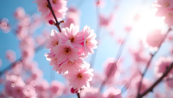 Vibrant Pink Cherry Blossoms In Bloom