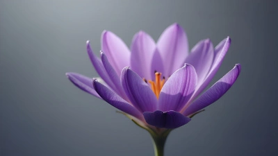 Vibrant Purple Flower Close-Up With Natural Contrast