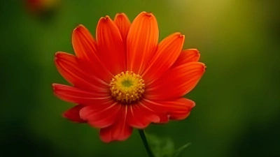 Vibrant Red Flower Close-Up With Delicate Petals
