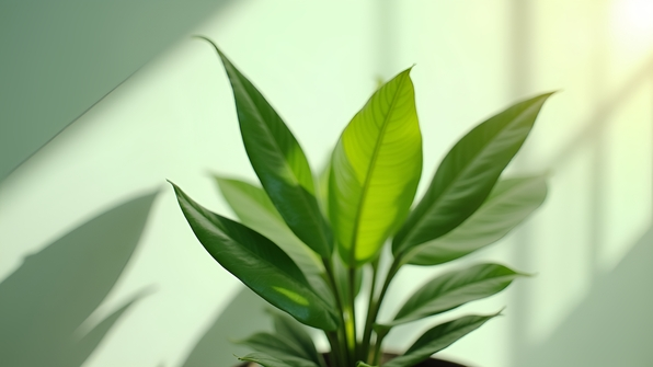Close-up of a vibrant rubber plant with glossy deep green leaves in natural sunlight