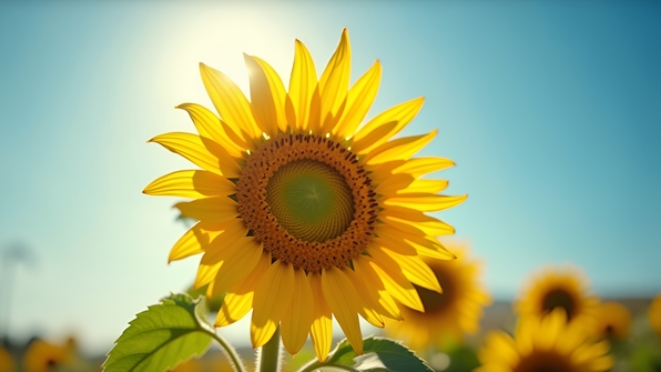 Vibrant Sunflower Close-Up With Blue Sky
