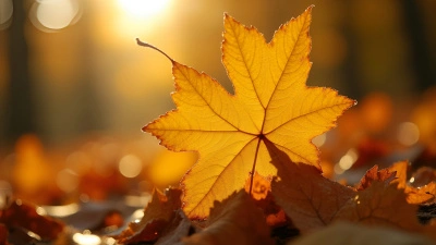 Vibrant Yellow Autumn Leaf Close-Up