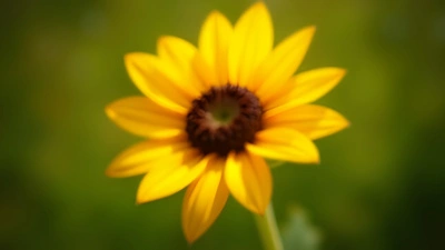 Vibrant Yellow Common Sunflower Close-Up