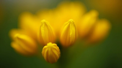 Vibrant Yellow Flower Buds Close-Up With Miniature Effect