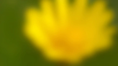 Vibrant Yellow Flower Close-Up In Sunlight