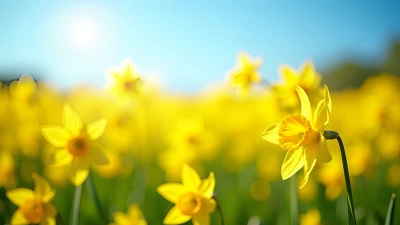 Vibrant Yellow Flower Field In Springtime
