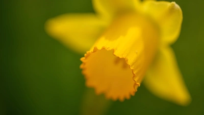Vibrant Yellow Flower Macro Close-Up