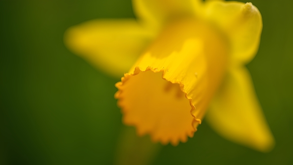 Macro close-up of a vibrant yellow flower with detailed petals and soft natural lighting against a blurred green background
