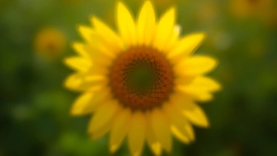 Vibrant Yellow Sunflower Close-Up With Sharp Petals