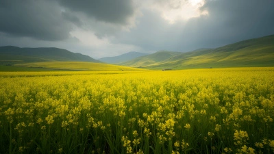 Vibrant Yellow Wildflower Field Under Overcast Sky