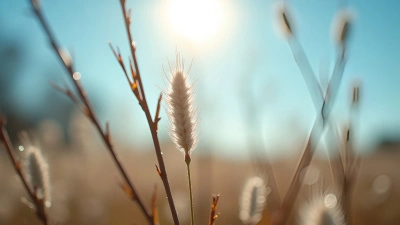 White and Brown Plant in Bright Daylight