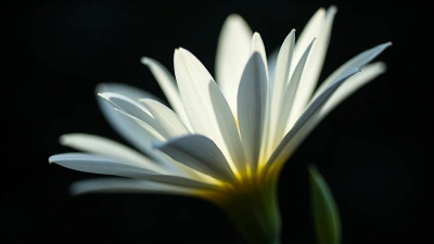 White Flower With Delicate Petals On Black