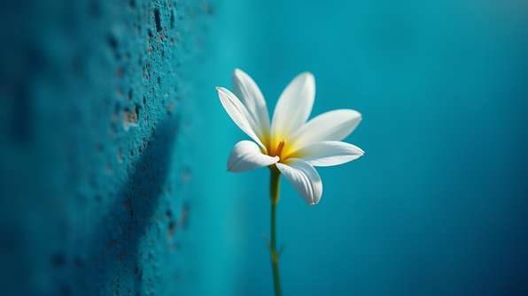 A single white flower delicately perched atop a vibrant blue textured wall under soft natural daylight
