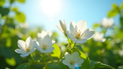 White-Petaled Flowers Blooming In Daylight