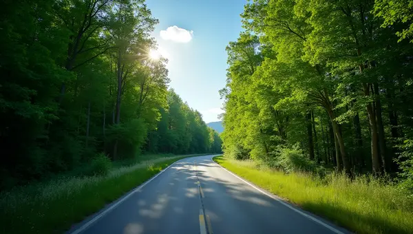 Winding Gray Road Through Lush Green Forest