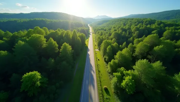 Winding Road Through Dense Green Forest