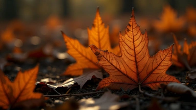 Withered Brown Autumn Leaves Close-Up