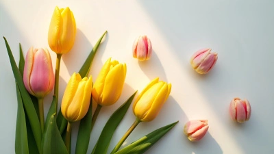 Yellow And Pink Tulip Blossoms On White Background