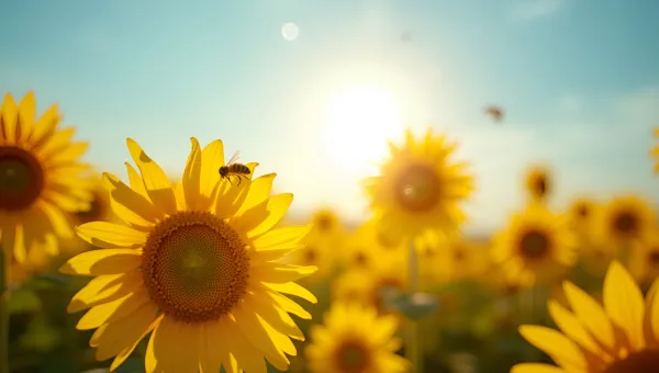 Yellow Sunflower Field Under Blue Sky