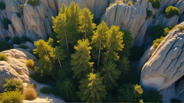 Aerial shot showing tall trees surrounded by rugged hills with clear shadows and textured land under daylight.