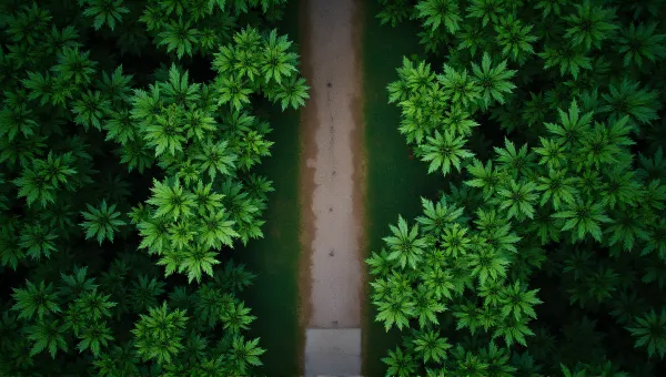Aerial View Of Leafy Green Pathway Enclosed By Foliage