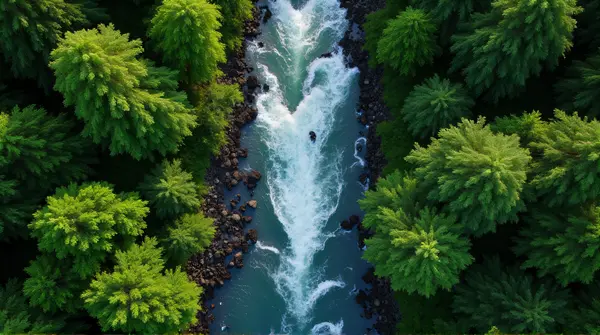 Top-down aerial view showing a waterway flowing between dense woodland with contrasting foliage on both sides.