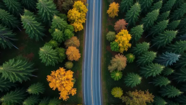 Aerial View Winding Road Through Dense Forest
