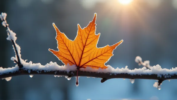 Amber Leaf On Frosted Branch In Soft Light