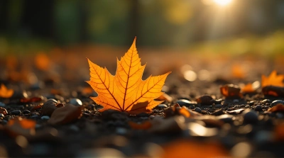 Amber Leaf on Sunlit Soil with Shadow Play