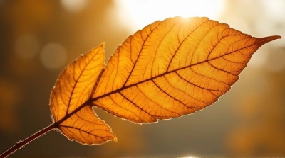 Amber Leaf Texture With Soft Natural Background