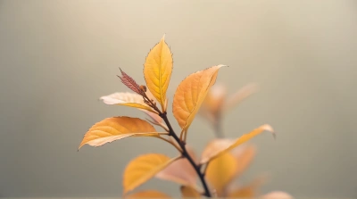 Amber Leaves Plant Against Soft Neutral Background