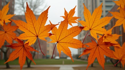 Amber Maple Leaves On Urban Window Pane