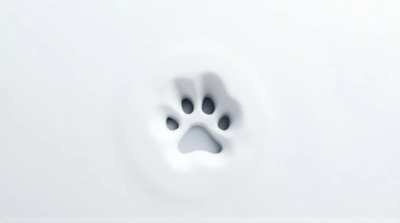 Animal Track Close-Up In White Ground