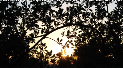 Backlit Dense Foliage With Textured Branch Patterns