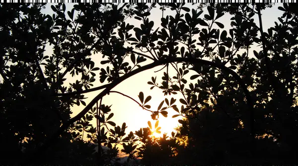 Backlit dense foliage with intricate branch patterns against a fading light sky showing sharp contrast and texture.