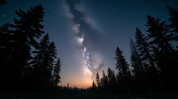Backlit tall trees frame a wide celestial band across the dark sky near the horizon from a low angle.