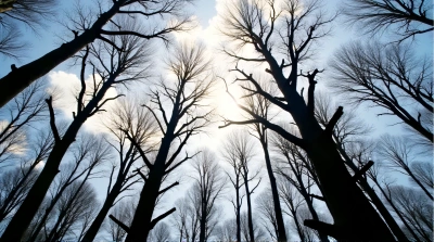 Backlit Trees With Intricate Branch Patterns