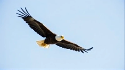 Bald Eagle Soaring With Outstretched Wings In Sky