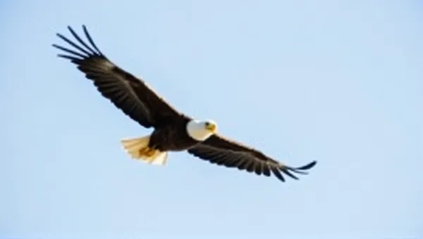 Bald Eagle Soaring With Outstretched Wings In Sky