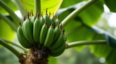 Banana Plant With Developing Fruit Cluster