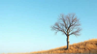 Bare Brown Tree Trunk With Sunlit Branches Sky