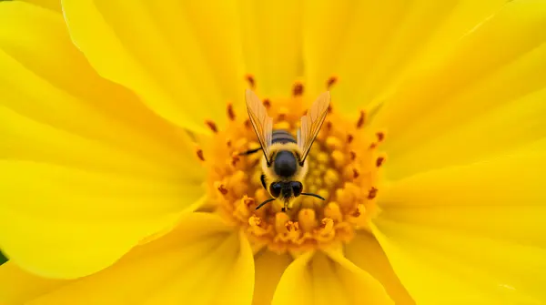 Bee On Yellow Flower Center Detailed Texture