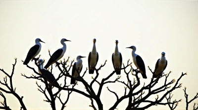 Black and White Birds Perched on Branches at Sunset