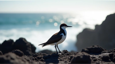 Black And White Flightless Bird On Volcanic Stones
