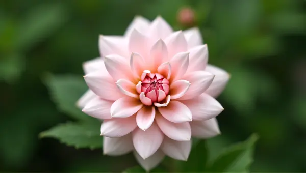 Blush Bloom Symmetrical Petals Detailed Texture