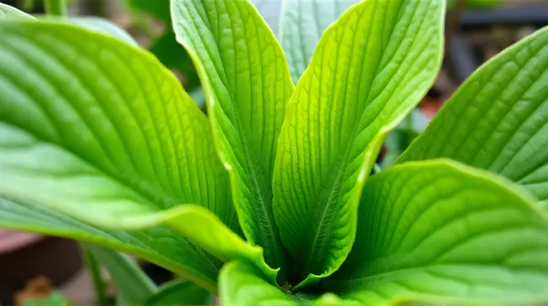 Close-up of a broad leaf showing intricate vein patterns with a blurred garden in the background under daylight.