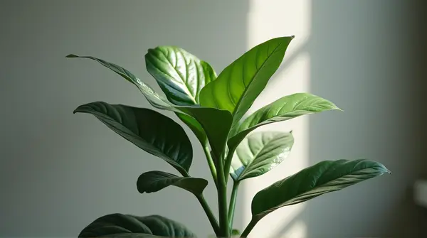 A broad leaf plant illuminated by natural light showing detailed texture on a muted backdrop.