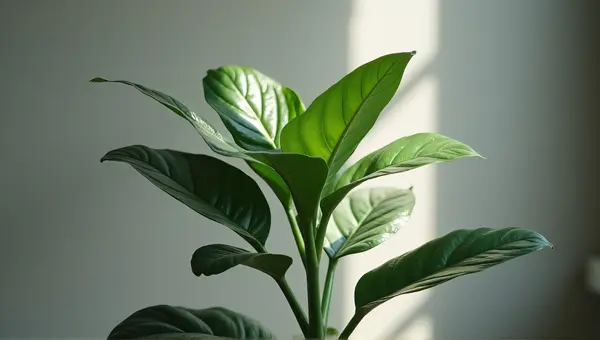 Broad Leaf Plant Highlighted By Natural Light